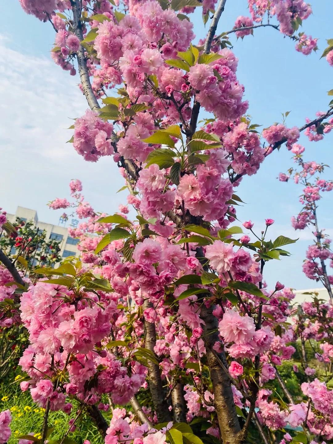風(fēng)景這邊獨好!東大環(huán)境美景一覽,請查收