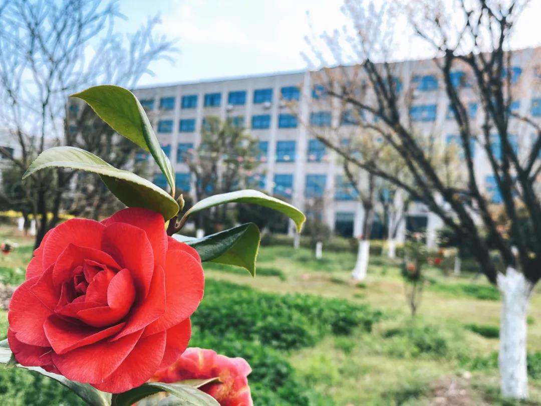 風(fēng)景這邊獨好!東大環(huán)境美景一覽,請查收